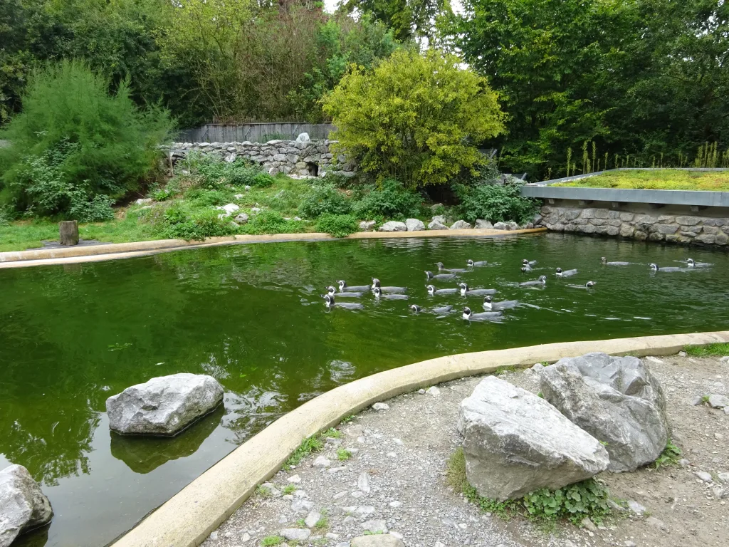 Pinguinanlage  TP. Sababurg